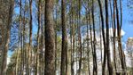 Ini Hidden Gem Lembang, Cantik Banget tapi Sepi