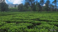 Kebun Teh dengan Panorama bak lukisan