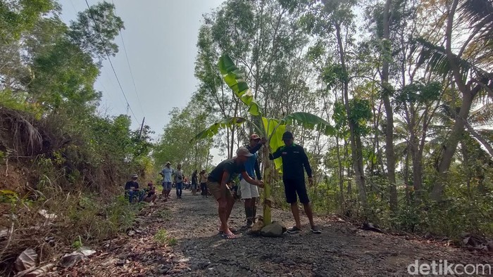 Warga Pengasih, Kulon Progo, ramai-ramai menanam pohon pisang di Jalan Gayang yang rusak selama belasan tahun, Minggu (3/11/2024).