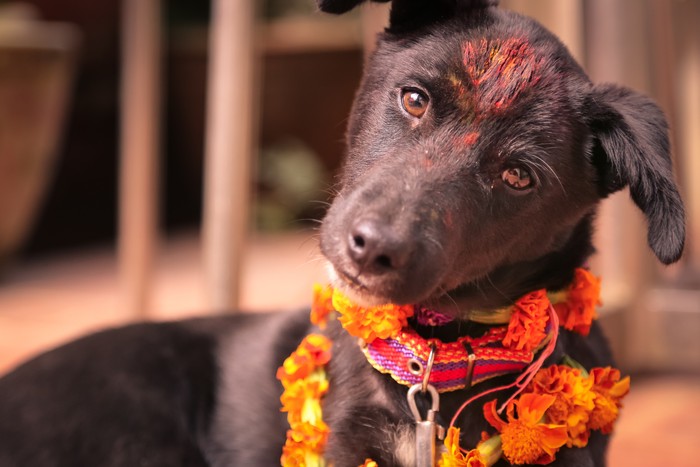 Anjing di Kukur Tihar
