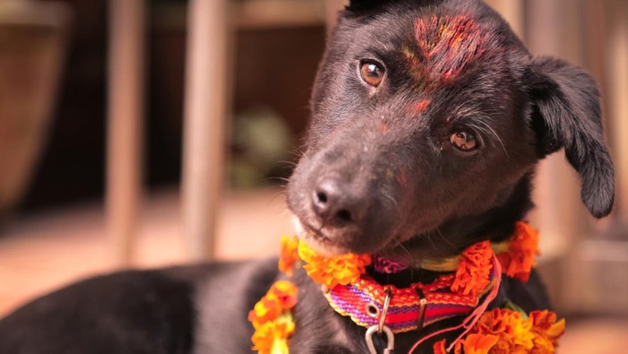Anjing di Kukur Tihar