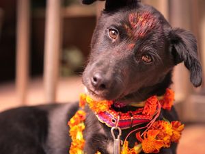 Kala Warga Nepal Sembah Anjing di Festival Tihar