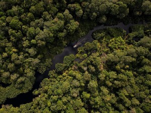 Restorasi Ekosistem Riau Catat Progres Signifikan dalam 10 Tahun Terakhir
