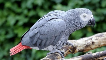 Burung beo abu-abu Afrika terkenal sangat cerdas, bisa meniru banyak suara dan bahkan memahami konsep abstrak seperti warna, bentuk, dan angka. Sayangnya, kecerdasan mereka membuat mereka banyak diburu untuk dijadikan hewan peliharaan sehingga terancam punah. Foto: Maryland Zoo