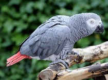 Menurut Sains, Ini Alasan Burung Beo Dapat Bicara