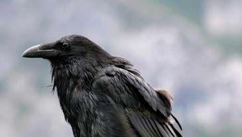 Ada DNA tertua dari nenek moyang burung gagak berusia 30 juta tahun dan ditemukan di sebuah pulau di utara Australia. Foto: Britannica