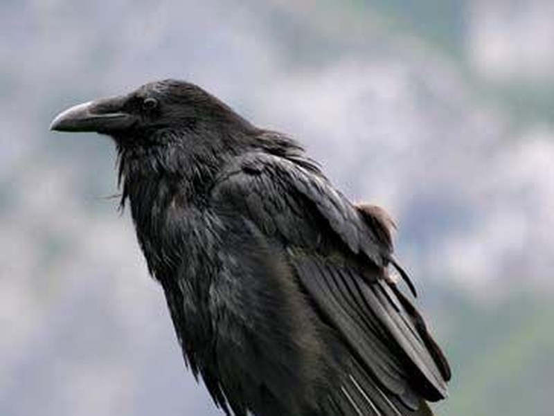 Burung Gagak Besar (Raven)