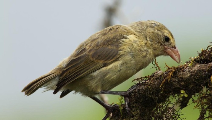 Burung kutilang pelatuk atau woodpecker finch