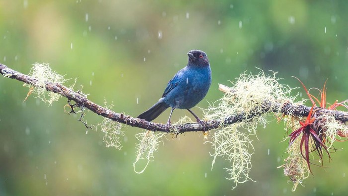 Burung hinggap di ranting pohon saat turun hujan