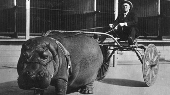 Seekor kuda nil sirkus menarik kereta pada tahun 1924. Binatang seberat 1,6 ton ini terkenal sebagai salah satu binatang paling berbahaya yang digunakan dalam pertunjukan sirkus. Pada tahun 2016, seekor kuda nil melarikan diri dari sirkus di Spanyol dan masuk ke jalan-jalan di sekitarnya, yang mengakibatkan lalu lintas macet sebelum akhirnya ditangkap kembali. Insiden seperti ini juga menarik perhatian pada penyiksaan yang dialami oleh binatang seperti ini di sirkus di seluruh dunia hingga saat ini. Foto: Reddit