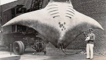 Pada musim panas tahun 1933, seorang pria bernama AL Kahn sedang memancing di lepas pantai New Jersey ketika ia mendaratkan ikan pari manta sepanjang 6 meter dan seberat 2,2 ton. Ia, rekan-rekannya, dan Penjaga Pantai AS membutuhkan waktu beberapa jam dan puluhan tembakan dari senapan untuk akhirnya menangkap ikan setan ini. Foto: Reddit