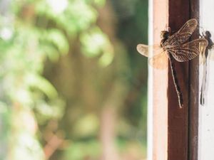 Capung Masuk Rumah? Bisa Jadi Pertanda Ini