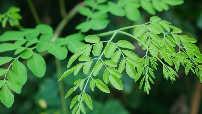 Ilustrasi tanaman daun kelor