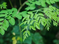 Cara Membuat Air Rebusan Daun Kelor yang Kaya Manfaat Beserta Aturan Minumnya