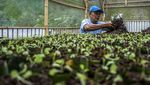 Kotoran Sapi Disulap Jadi Biogas dan Pupuk Organik