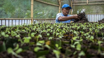 Kotoran Sapi Disulap Jadi Biogas dan Pupuk Organik