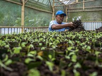 Kotoran Sapi Disulap Jadi Biogas dan Pupuk Organik