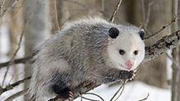 Oposum atau Virginia opossum. (Wikipedia)