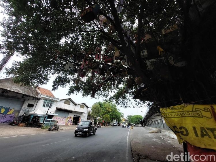Penampakan Pohon Boneka Misterius di Cirebon