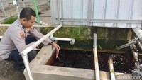 Untuk perawatan tanaman, dirinya rutin mengecek potential hydrogen atau pH air dan menambah nutrisi tanaman dengan takaran tertentu.