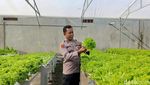 Sayuran Hidroponik Bikin Anggota Polri di Lumajang Raup Cuan