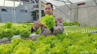 Ialah Aipda Hasan Basri, anggota polisi yang bertugas sebagai Paur Subbag Dalpers (Subbagian Pengendalian Personel) SDM Polres Lumajang. Pria itu menyulap lahan kosong miliknya menjadi produktif.