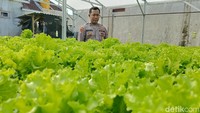 Ide usaha sayuran hidroponik ini berawal dari memanfaatkan lahan miliknya yang terbengkalai. Ia pun kemudian mengubahnya menjadi kebun sayuran hidroponik.