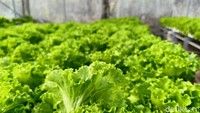 Sayuran hidroponik yang ditanam dijual dengan harga Rp 28.000 per kg-nya. Biasanya, dijual ke sejumlah pasar, rumah makan, supermarket di Lumajang. Dan dalamsatu bulan meraup cuan Rp 15 juta.