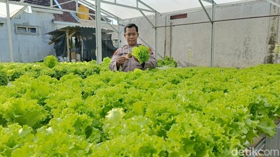 Sayuran Hidroponik Bikin Anggota Polri di Lumajang Raup Cuan