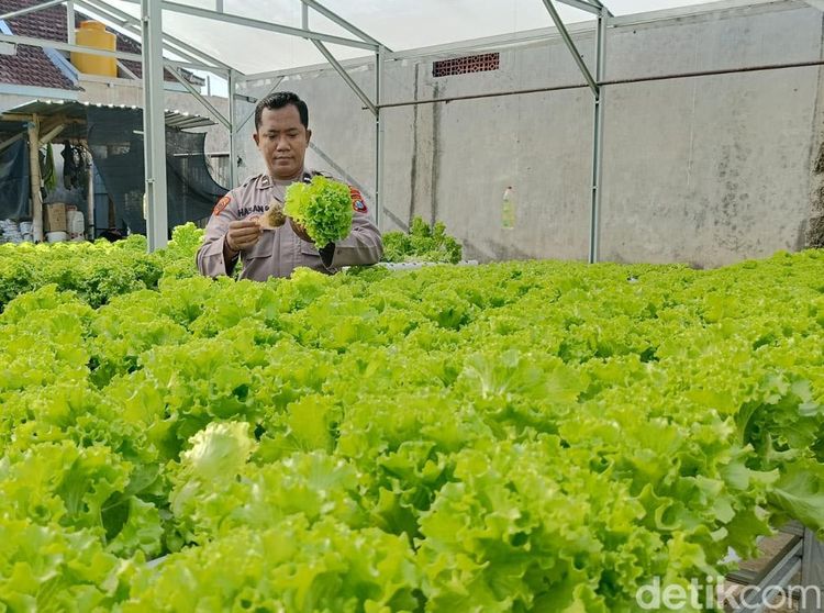 Sayuran Hidroponik Bikin Anggota Polri di Lumajang Raup Cuan