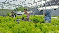Dibantu sang istri dan dua karyawan, sayuran selada dan pakcoy tumbuh subur di media tanam yang tersusun rapi di green house seluas 1.000 meter persegi miliknya.