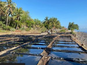 Video: Melihat Proses Pembuatan Garam Tradisional di Tianyar Bali