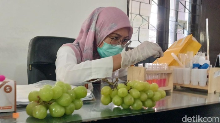 Proses rapid test terhadap sampel anggur muscat dilakukan oleh Dinas Pertanian dan Ketahanan Pangan Kota Pasuruan.