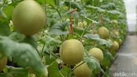 Periode panen berikutnya akan tiba sekitar 17 November, memberi kesempatan lebih banyak pengunjung untuk menikmati melon segar di musim panen ini.
