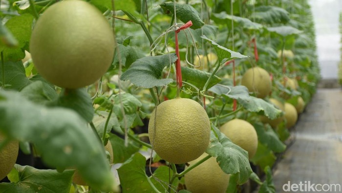 Segarnya Budi Daya Hidroponik Melon di Bogor Kebun Melon Made Fresh di Bogor menerapkan sistem budidaya hidroponik tetes. Yuk Intip perkebunannya.