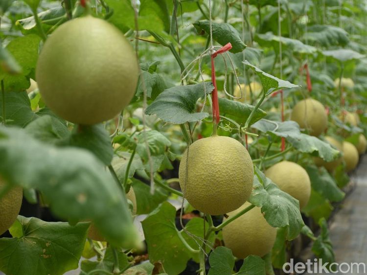 Intip Budi Daya Melon Hidroponik di Bogor