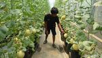 Intip Budi Daya Melon Hidroponik di Bogor