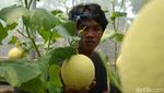 Intip Budi Daya Melon Hidroponik di Bogor Intip Budi Daya Melon Hidroponik di Bogor