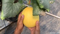 Dengan konsep agro edu wisata, Made Fresh menjadi contoh pertanian berkelanjutan di Bogor, menggabungkan wisata dan edukasi bagi masyarakat.
