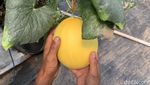 Intip Budi Daya Melon Hidroponik di Bogor Intip Budi Daya Melon Hidroponik di Bogor