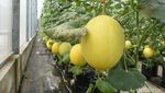 Intip Budi Daya Melon Hidroponik di Bogor