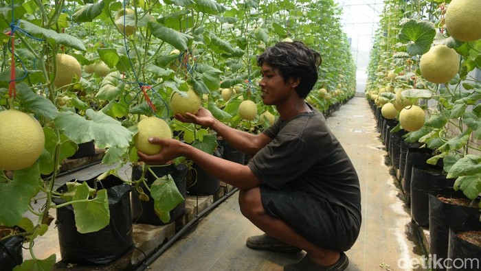 Segarnya Budi Daya Hidroponik Melon di Bogor Kebun Melon Made Fresh di Bogor menerapkan sistem budidaya hidroponik tetes. Yuk Intip perkebunannya.