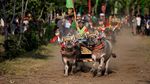 Serunya Pacuan Kerbau Tradisional di Jembrana Bali