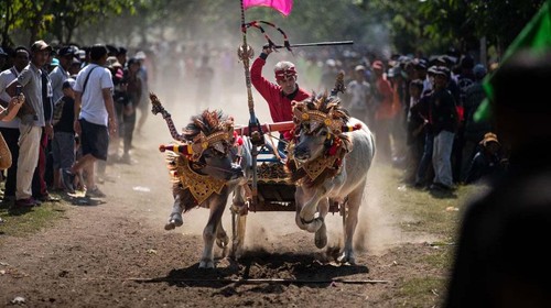 JEMBRANA, INDONESIA - NOVEMBER 03: A jockey whips the buffaloes during Makepung Governor Cup at Samblong on November 03, 2024 in Jembrana, Indonesia. Makepung is a traditional Balinese water buffalo race celebrated by the people of Jembrana Regency, Bali, marking the end of the harvest season. This cultural tradition encourages locals to breed the healthiest buffaloes, not only for racing but also to enhance agricultural productivity.During the race, jockeys grasp the tails of the buffaloes and glide barefoot along rice fields while balancing on wooden planks, showcasing the strength of their animals. The buffaloes are later auctioned to buyers, with competitions focused on finding the fastest and most beautiful pairs. The buffaloes are adorned with flowers, gold, and fabrics, accompanied by traditional Balinese music that enhances the festive atmosphere of the event. (Photo by Robertus Pudyanto/Getty Images)