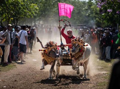 Serunya Pacuan Kerbau Tradisional di Jembrana Bali
