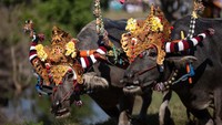 Kerbau-kerbau tersebut dihiasi dengan bunga, emas, dan kain, diiringi dengan musik tradisional Bali yang meningkatkan suasana kemeriahan acara tersebut.  