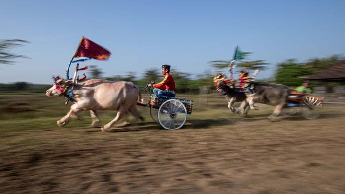  A jockey whips the buffaloes during Makepung Governor Cup at Samblong on November 03, 2024 in Jembrana, Indonesia. Makepung is a traditional Balinese water buffalo race celebrated by the people of Jembrana Regency, Bali, marking the end of the harvest season. This cultural tradition encourages locals to breed the healthiest buffaloes, not only for racing but also to enhance agricultural productivity.During the race, jockeys grasp the tails of the buffaloes and glide barefoot along rice fields while balancing on wooden planks, showcasing the strength of their animals. The buffaloes are later auctioned to buyers, with competitions focused on finding the fastest and most beautiful pairs. The buffaloes are adorned with flowers, gold, and fabrics, accompanied by traditional Balinese music that enhances the festive atmosphere of the event. (Photo by Robertus Pudyanto/Getty Images)