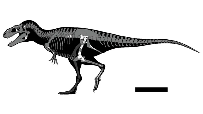 Spesies t-rex baru ditemukan di laci museum Meksiko.