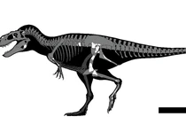 Spesies T-Rex Baru Ditemukan di Sebuah Laci Museum Meksiko, Begini Kisahnya