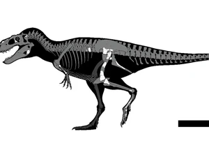 Spesies T-Rex Baru Ditemukan di Sebuah Laci Museum Meksiko, Begini Kisahnya